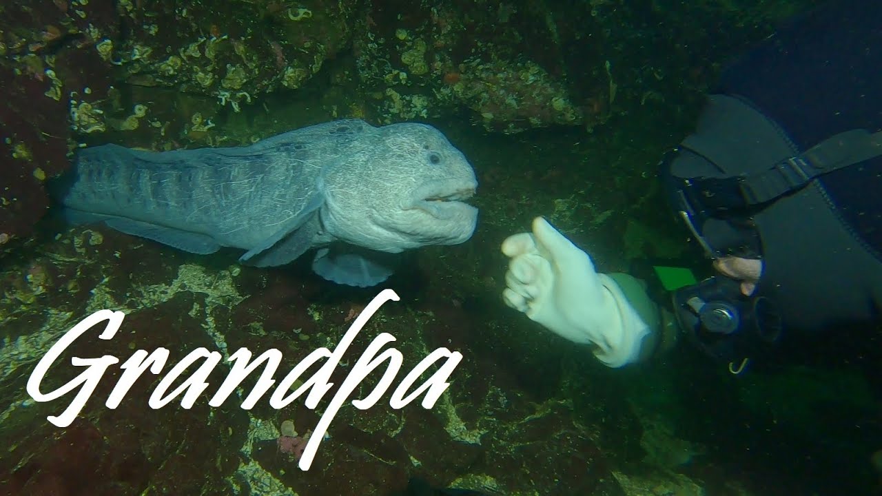 Diving with Grandpa the Wolf Eel | Tyee, Nanoose Bay, BC