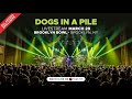 Dogs in a Pile Brooklyn, NY - Live | 3/29/25 | Relix
