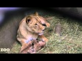 Lion Cub Triplets Grooming and Being Cute