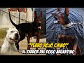 El Perro Rojo Chino el Terror del Dogo Argentino (Laizhou Hong)