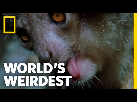 The Demon Primate | World's Weirdest