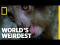 The Demon Primate World S Weirdest The Demon Primate World S Weirdest