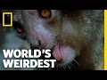 The Demon Primate | World