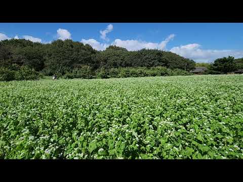 #ひたち海浜公園 #見晴らしの里 秋 蕎麦🍜の花畑 ＆#コキア🍁