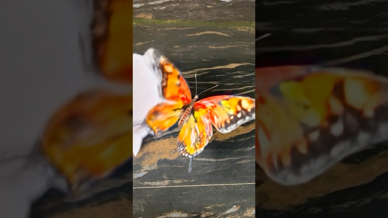 Butterfly painting trick 😂 