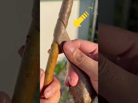 عجينة صمغية يوضع علی اغصان الاشجار