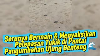 🐢 Serunya Bermain & Menyaksikan Pelepasan Tukik (Bayi Penyu) di Pantai Pangumbahan! 🌊