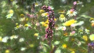 Willow Weed - Floh Knöterich - Renouée Persicaire - Persicaria Maculosa
