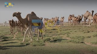 مصلح العلي..مربي وراعي الإبل