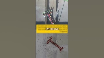 Ants & Humans Were Challenge At A Problem Solving Competition