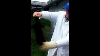 Ферма норок. Новосибирск.(Ферма норок. Новосибирск., 2013-07-07T14:45:40.000Z)