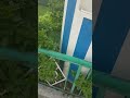 سور جميل من المشموم تتزين الحديقه مع رائحة الطيبه وتجاوزت فتره الصيف بسلام