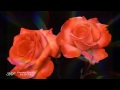 GIOVANNI MARRADI - Just For You