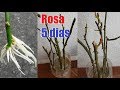 How to make a rose cut per stake in 5 days the easiest way!