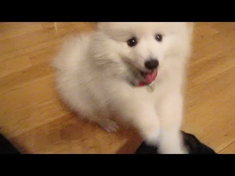 Where To Find Japanese Spitz Puppies For Sale Dogable