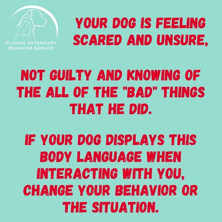 what-does-putting-the-head-down-mean-in-dogs-youtube
