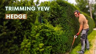 From Start to Finish: My Yew Hedge Trimming Routine