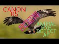 Canon R5 Animal Eye Detect with Tracking = Paradigm Shift