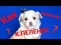 Как приучить щенка к пеленке / Питомник йоркширских терьеров / Щенок йорка