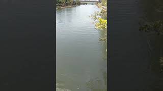 Fish in Shing Mum River, Shatin, Hong Kong