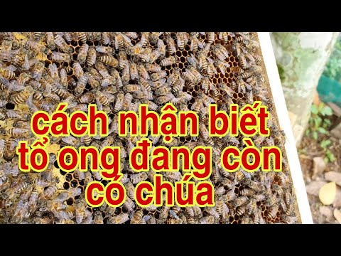 #2023 Cách nhận biết tổ ong đang còn chúa | Cách nhận biết tổ ong có chúa nhanh nhất