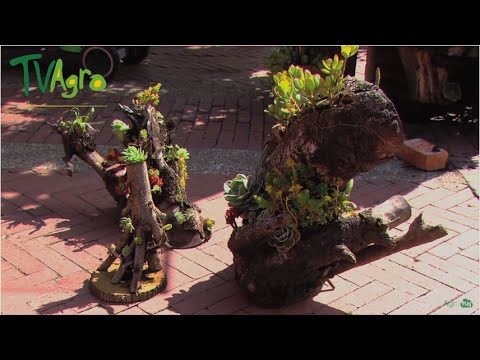 Decoración de jardines con macetas naturales (troncos) tvagro ... Macetas Jardín decoración