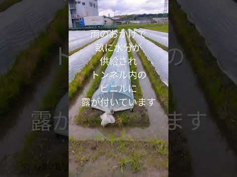 茄子作り1330株　トンネル管理(ビニルに露が付くように管理します。トンネル内の1℃の差が、霜害から茄子を守ってくれる)2023年4月26日(水) #ナス #eggplant #農業 #家庭菜園