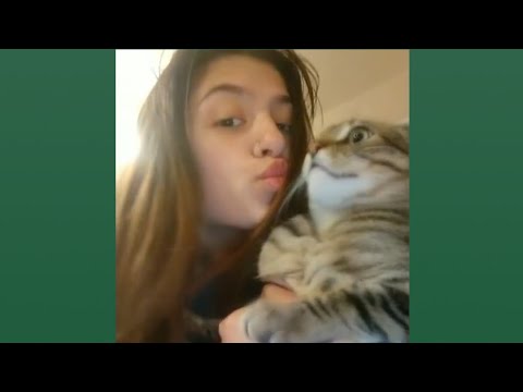 hilarious-cat-fails-vines-for-a-better-monday