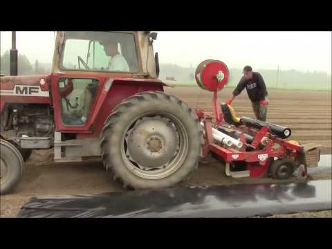 Video: Mansikoiden Kasvattaminen Vaakasuoraan Putkissa (28 Kuvaa): Miten Istuttaa Ne PVC -putkiin? Kuinka Huolehtia Mansikoista Oikein Niiden Kasvattamiseksi?