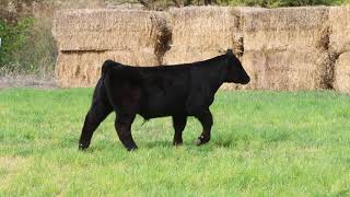 Lot 21 || Tag D29 || Dixon Land and Livestock