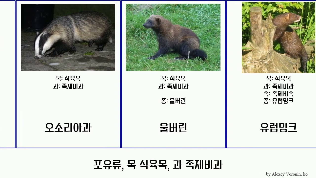 오소리 그림을 의미