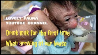 drink milk for the first time when arriving at our house ,Lovely Fauna youtube Channel