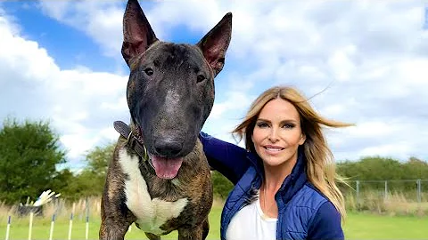 THE ENGLISH BULL TERRIER DOG - Feisty & Sweet - DayDayNews