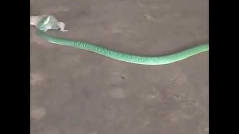 Rắn vs tắc kè... Sinh tồn kịch liệt