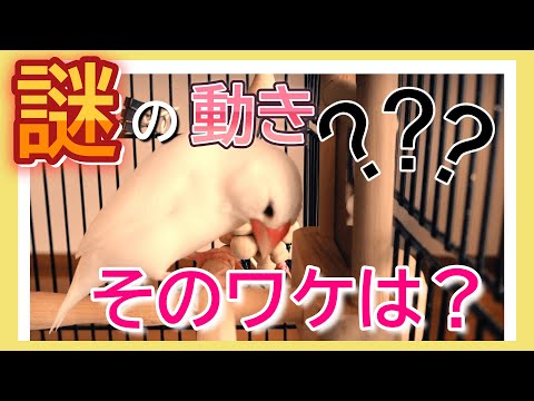 【文鳥5歳5か月②】鏡の前で怪しい動きをするそのわけは？3代目文鳥ピーちゃん 癒し系動物 Java sparrow