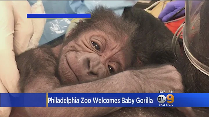 First Look At Baby Gorilla Born At Philadelphia Zoo