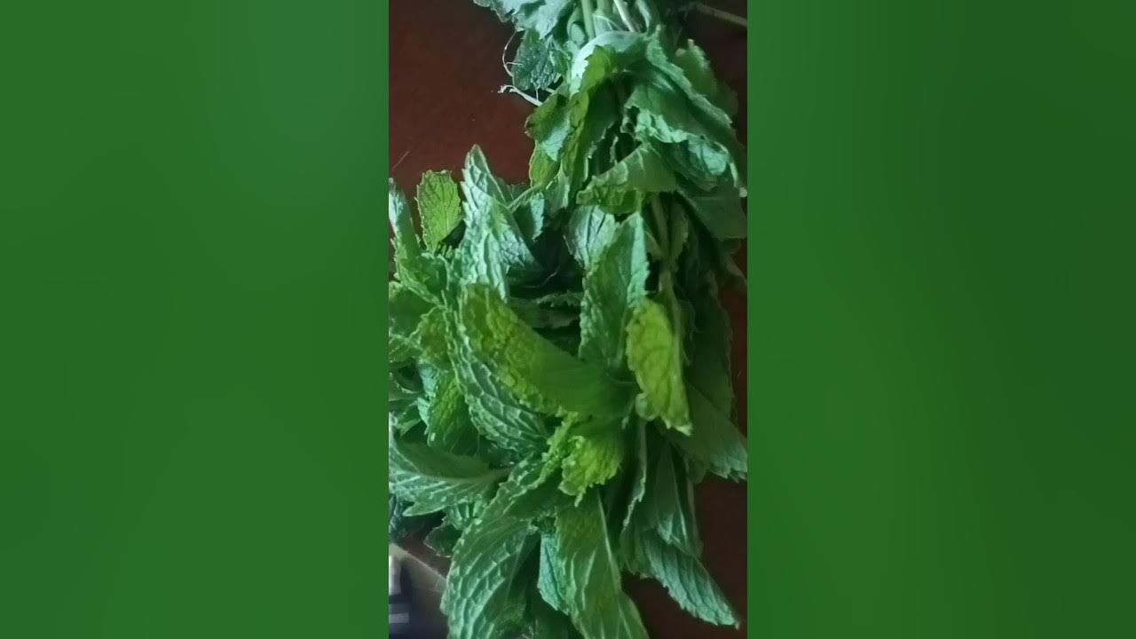 how to keep coriander and mint leaves fresh for a long time in the