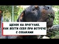 ЩЕНОК НА ПРОГУЛКЕ КАК ВЕСТИ СЕБЯ ПРИ ВСТРЕЧЕ С СОБАКАМИ