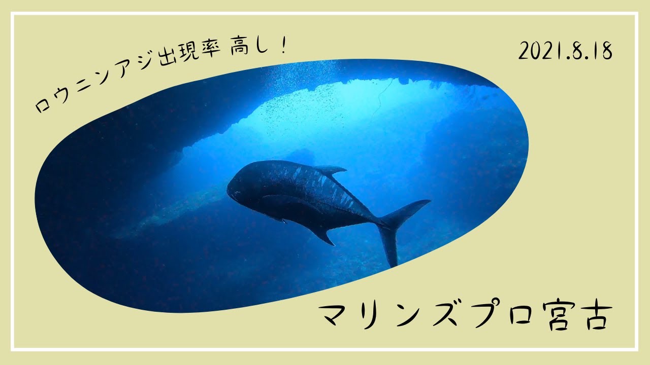 商品 : マリンズプロ宮古 – 伊良部島 ファンダイビング : ダイビングメニュー ｜ 伊良部島のダイビングショップ – CFFTSC