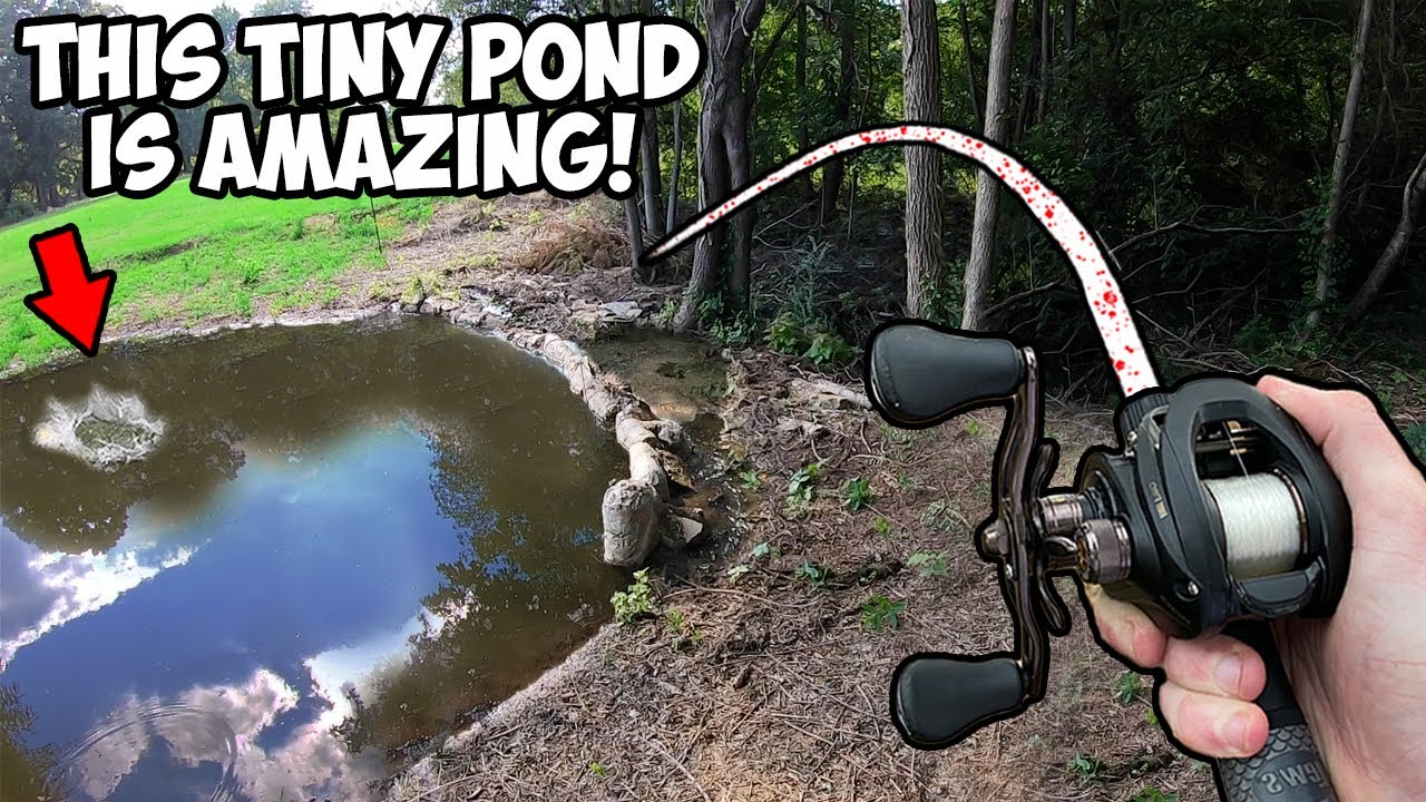 This TINY pond is LOADED WITH BIG AGGRESSIVE BASS!!! (Farm Pond Bass