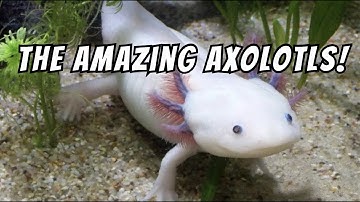 Amazing Axolotl Facts, The Smiling Superhero of the Water! #axolotl #axolotls #dejavuloop #wildlife