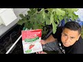 BasementFigs: PRUNE TO RIPEN (Chicago Hardy) Part 4 - Transplanting the air layer 2/2 #figs #garden