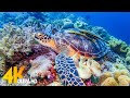 [NEW] 11HRS Stunning 4K Underwater Wonders + Relaxing Music | Coral Reefs &amp; Colorful Sea Life