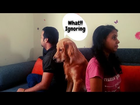 My Dog Reaction When We Ignore Her | Golden Retriever | Funny Video