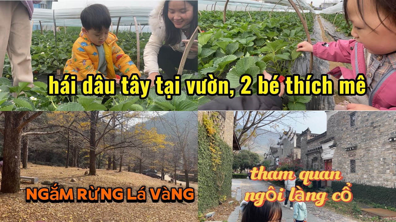 #272 Trải nghiệm HÁI DÂU TÂY tại vườn ở vựa dâu LỚN NHẤT Quế Lâm #cuocsongtrungquoc #trungquoc