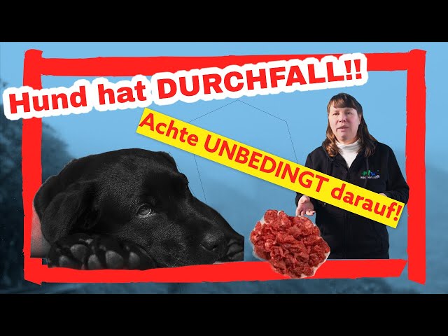Hund Durchfall: Trocken- oder Nassfutter? Lösung! 3 sddefault