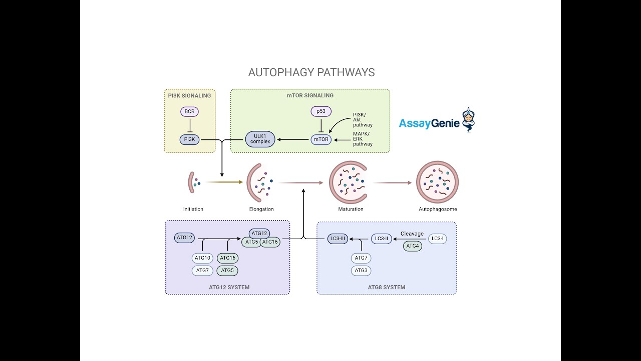Understanding the Autophagy Pathway A Critical Process in Cellular ...