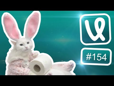 Лучшие ролики недели #154 Кот читер!