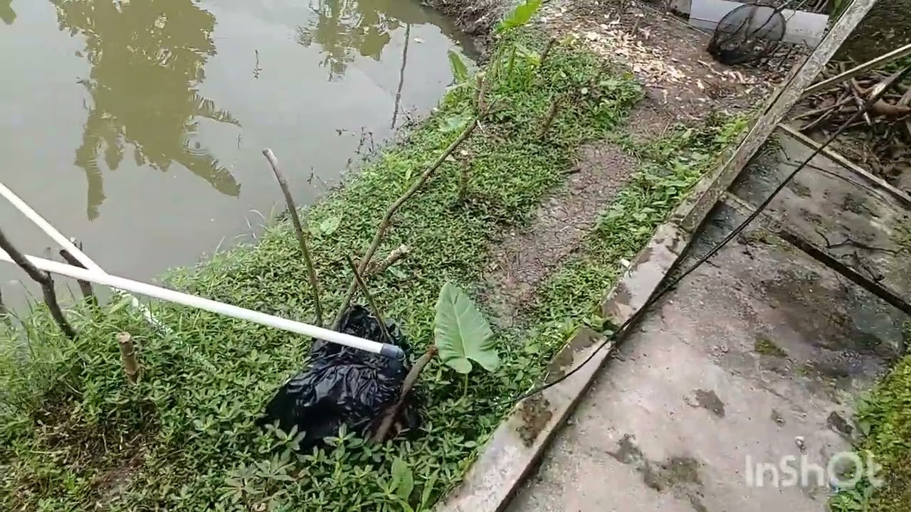 USIA 1 BULAN DARI TEBAR BENIH IKAN NILA MERAH