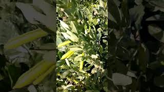نباتات البقوليات/الفول